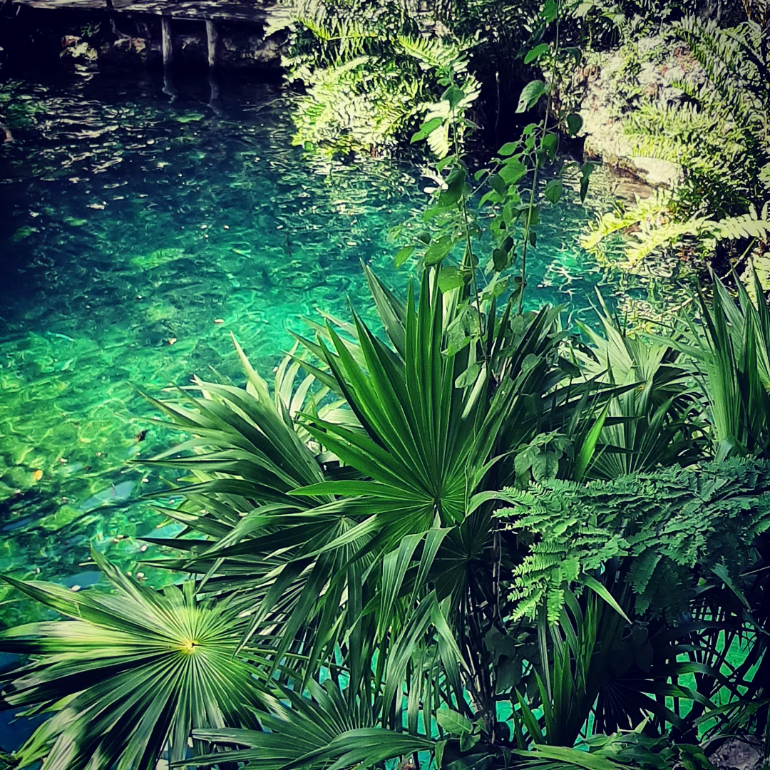 Cenotes playa del carmen viaja a lo loco